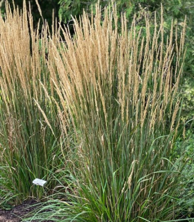 Calamagrostis acutiflora 'Karl Foerster'